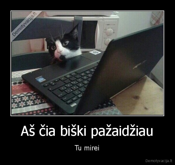 katinas, ir, kompiuteris,zaidimai