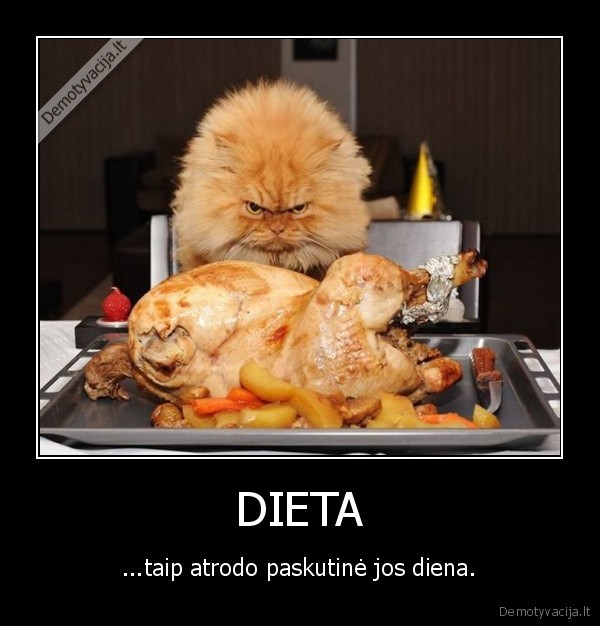 dieta,katinas,kates,kate,maistas,juokingi, gyvunai,demotivacija,piktas