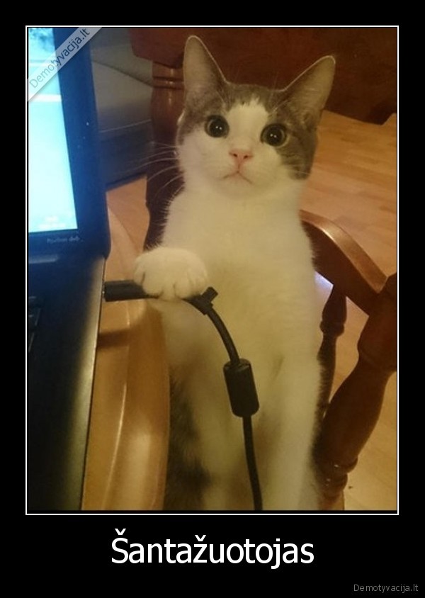 katinas,kompiuteris