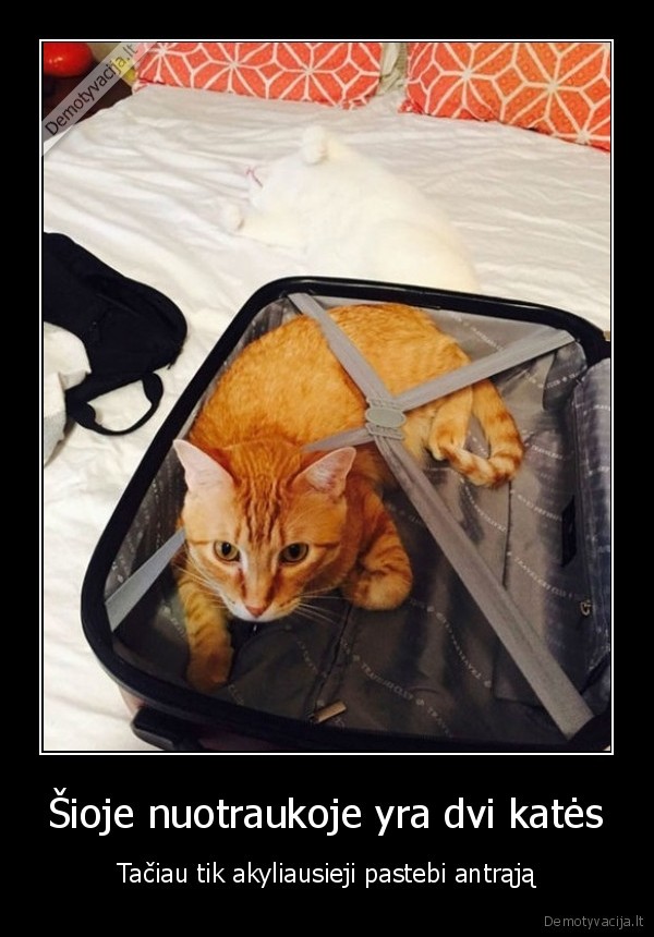 kates,lagaminas