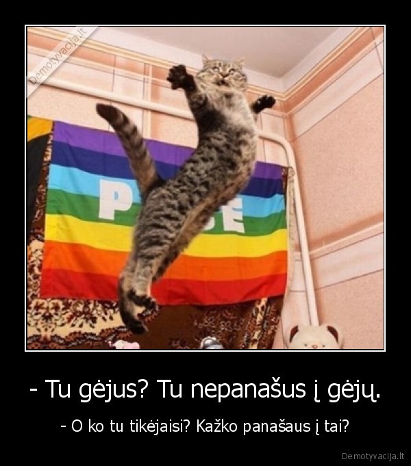 gejus,homoseksualumas,kate,katinas,vaivorykste