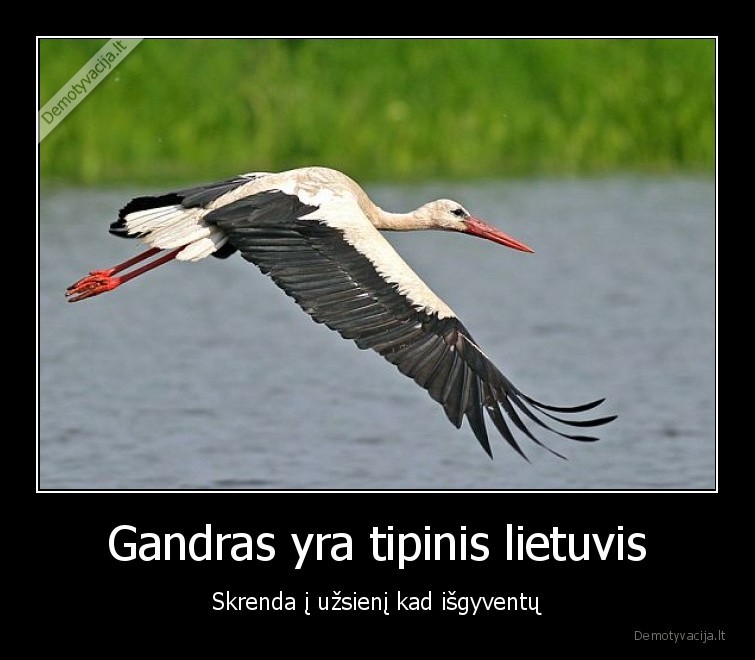Gandras yra tipinis lietuvis Skrenda i uzsieni kad isgyventu