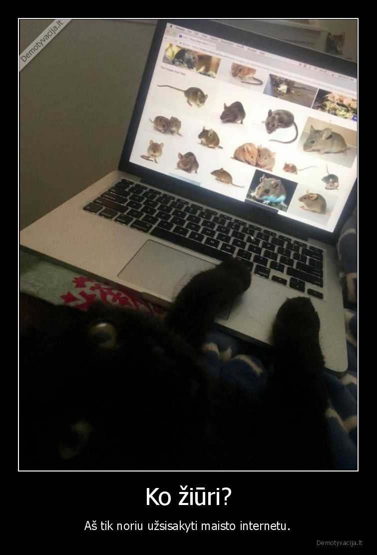 maistas, internetu,katinas