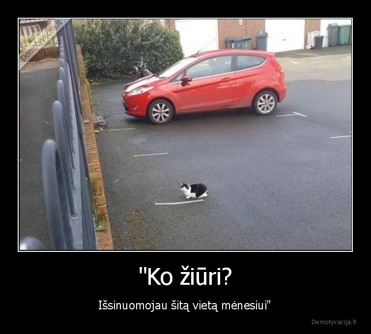 kate,katinas,parkavimas,nuoma
