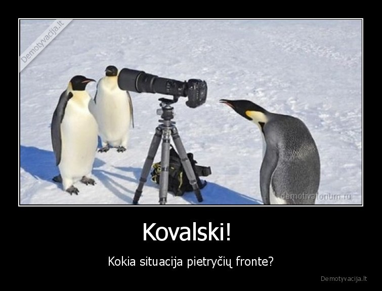 kovalski,pingvinai,madagaskaro, pingvinai,fotoaparatas