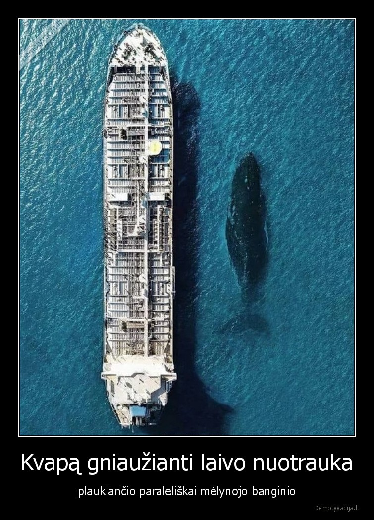 Kvapa gniauzianti laivo nuotrauka plaukiancio paraleliskai melynojo banginio
