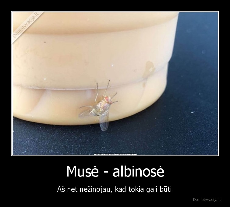 muse,albinose