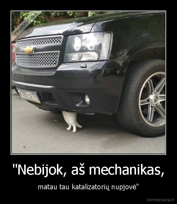 kate,katinas,mechanikas,katalizatorius
