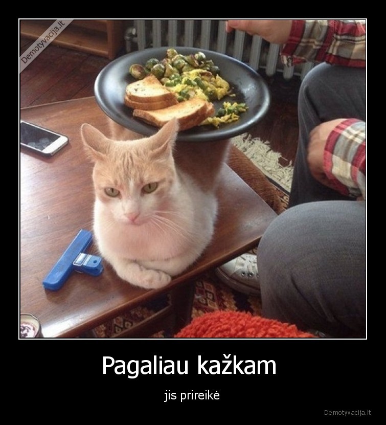 katinas,kate,stalas,maistas