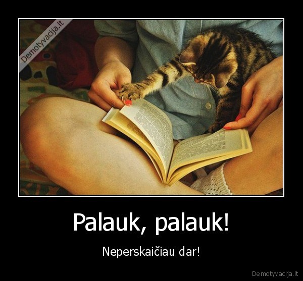 katinas, skaito, knyga,mielas, katinas