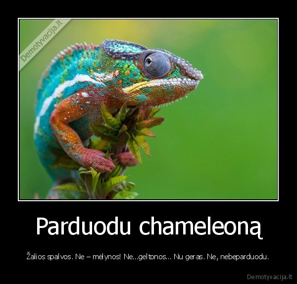 chameleonas,skelbimas
