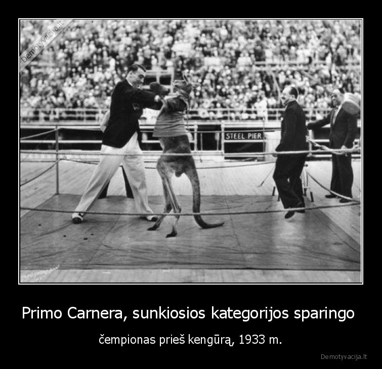 Primo Carnera sunkiosios kategorijos sparingo cempionas pries kengura 1933 m