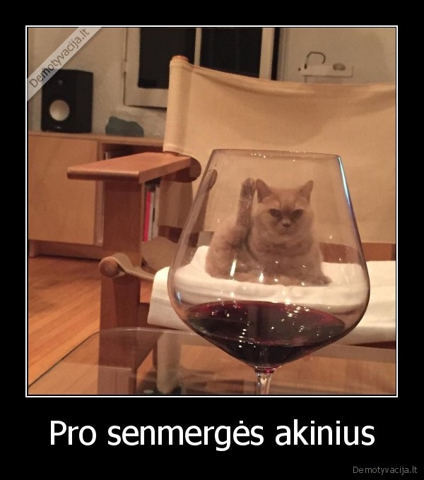 senmerge,kate,vynas,katinas,akiniai