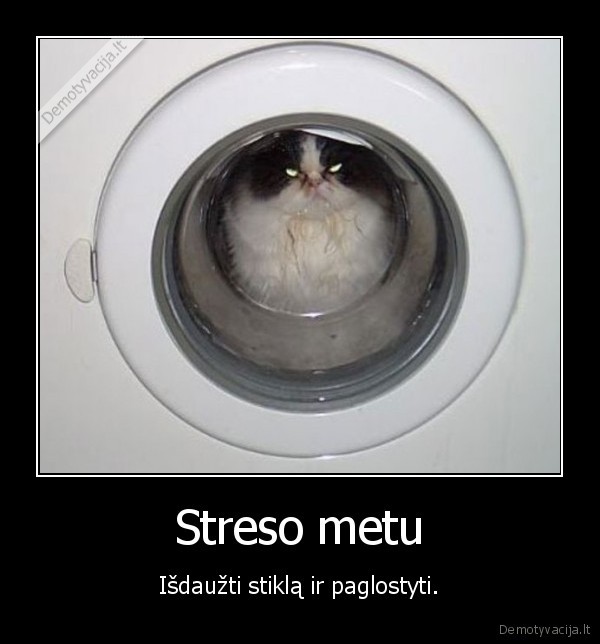 katinas,skalbimo, masina,stresas