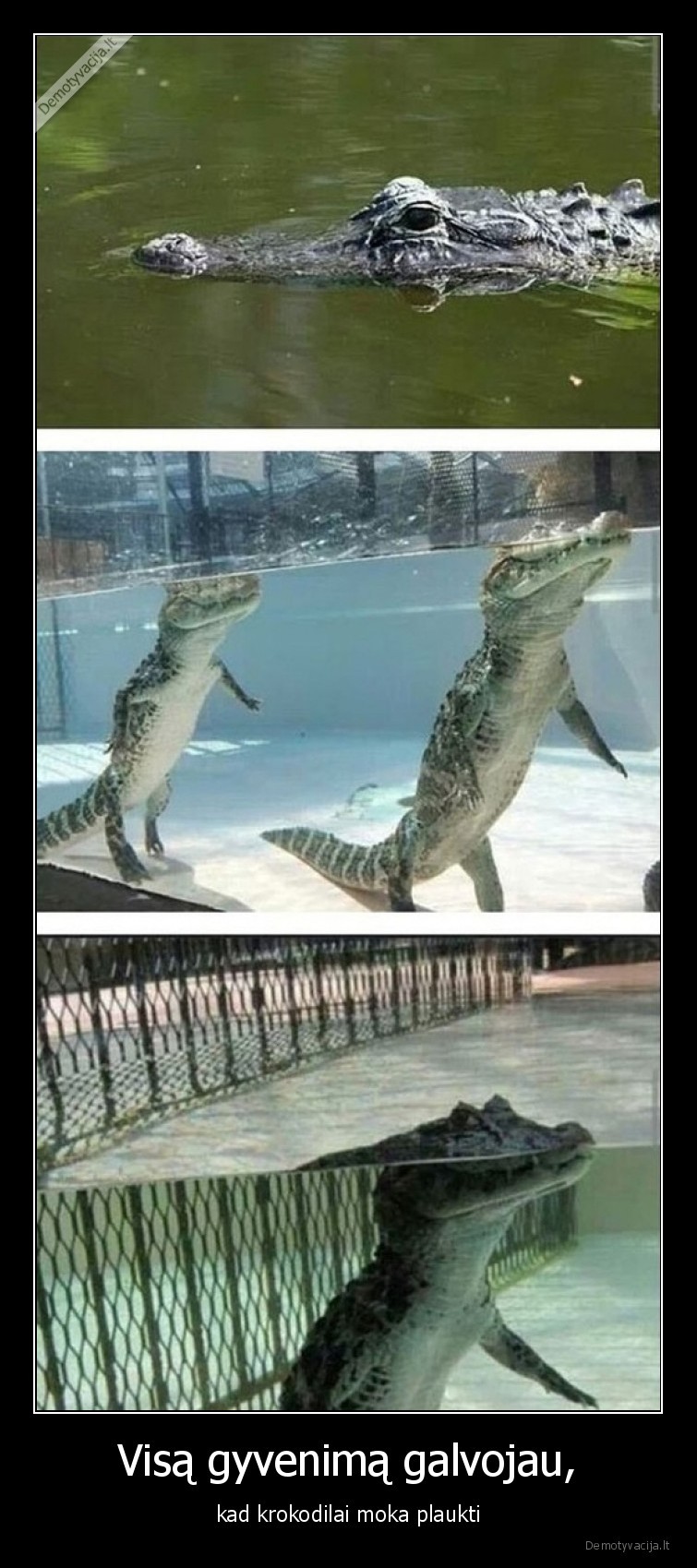 krokodilai,plaukia,galvojau