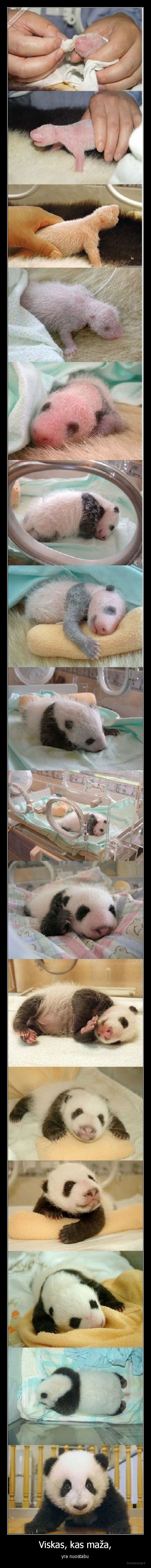 maza,panda,maziukas,auga