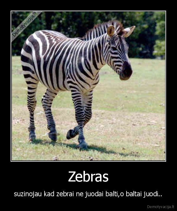 zebras,gyvunai