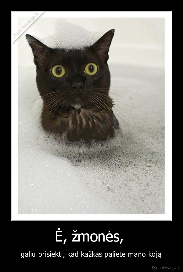 katinas,vonia