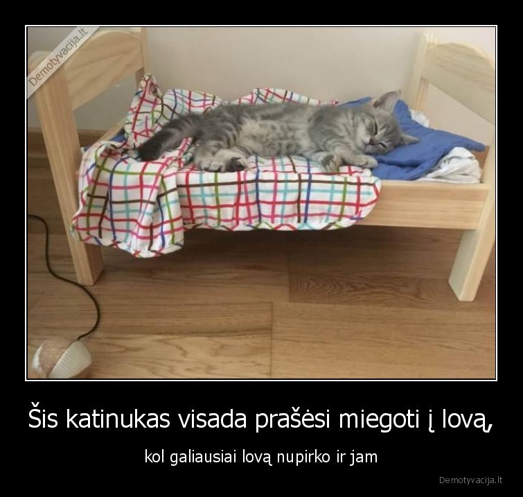 Sis katinukas visada prasesi miegoti i lova kol galiausiai lova nupirko ir jam