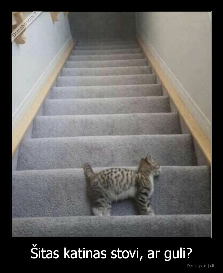 katinas,stovi,guli,iliuzija,laiptai