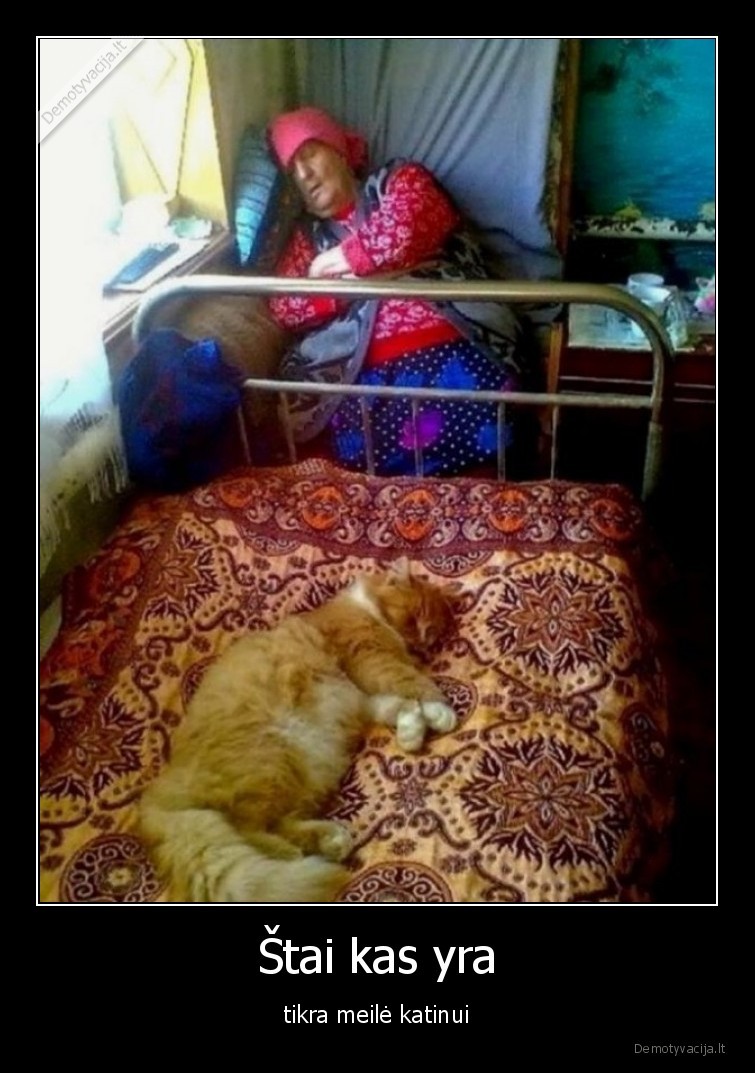 katinai,meile,augintiniai,gyvunai,lova,vieta,miegas